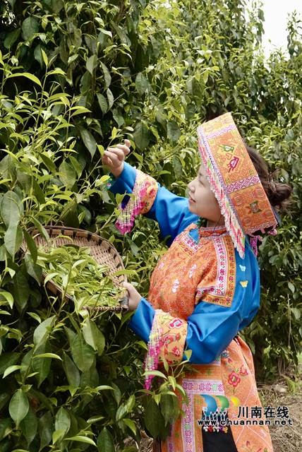 古藺：苗家兒女的大茶樹(shù)(圖3)