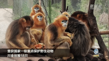 這些珍稀野生動物違法交易是如何發(fā)生的？