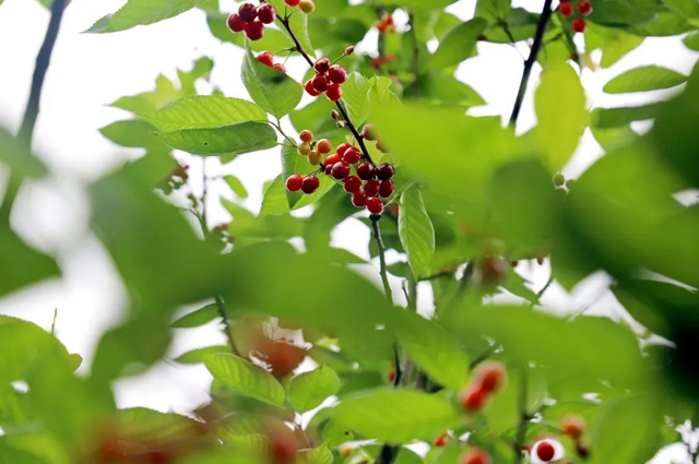 又紅又甜！瀘縣櫻桃采摘地圖出爐，趕緊約起(圖3)