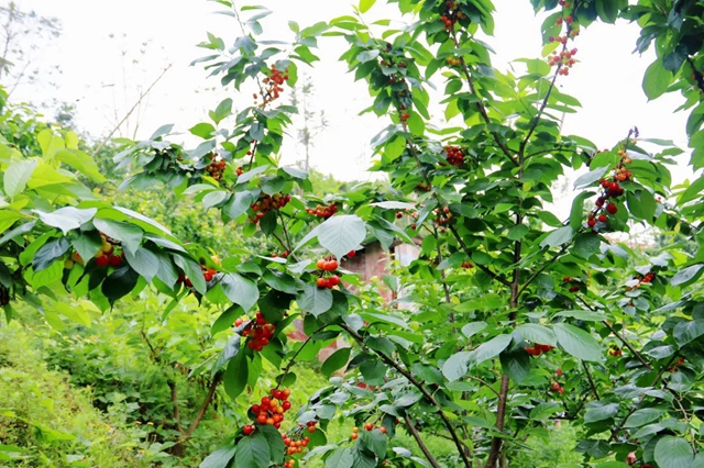 又紅又甜！瀘縣櫻桃采摘地圖出爐，趕緊約起(圖12)