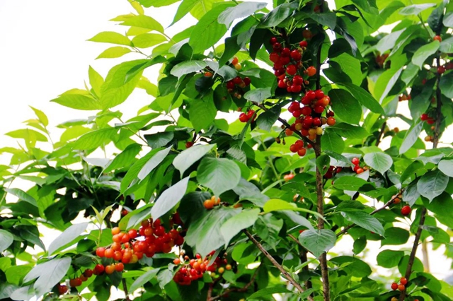 又紅又甜！瀘縣櫻桃采摘地圖出爐，趕緊約起(圖13)