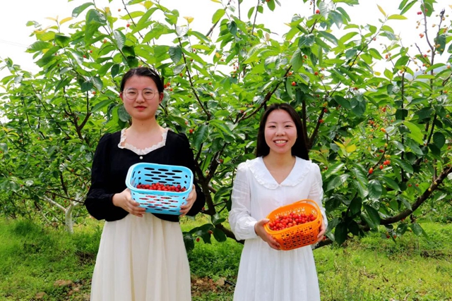 又紅又甜！瀘縣櫻桃采摘地圖出爐，趕緊約起(圖14)