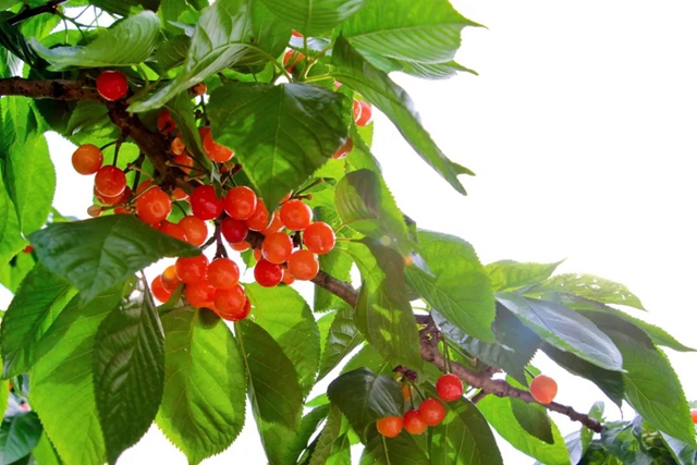 又紅又甜！瀘縣櫻桃采摘地圖出爐，趕緊約起(圖18)