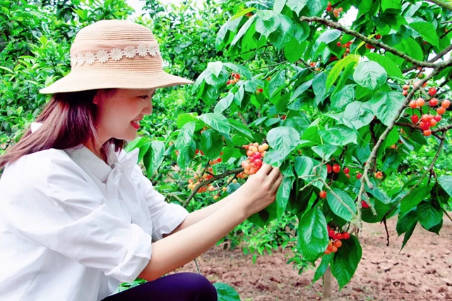 又紅又甜！瀘縣櫻桃采摘地圖出爐，趕緊約起(圖19)