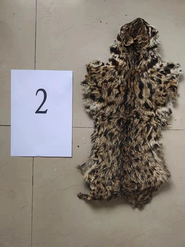 敘永：豹貓剝皮，畫眉售賣，警方蹲守9小時(shí)抓獲狩獵男子！(圖5)