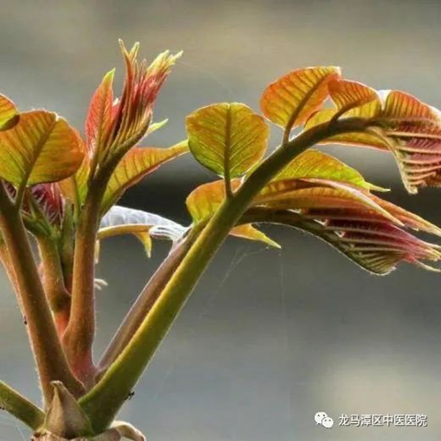 【科普】吃香椿致癌？如何安全食用香椿