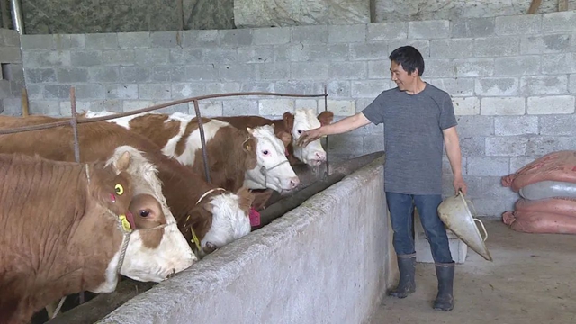值得推廣！宜賓有家“母牛銀行”，1戶農(nóng)民可貸5頭母牛！(圖3)