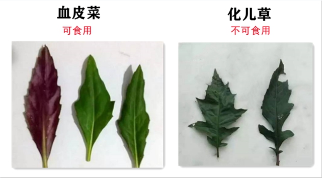 一盤“血皮菜”炒豬肝毒倒了一家人，原因竟然是因為這些……(圖3)
