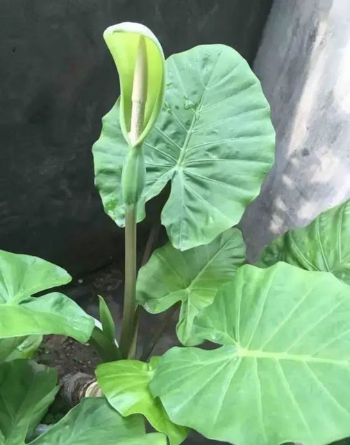 一盤“血皮菜”炒豬肝毒倒了一家人，原因竟然是因為這些……(圖4)