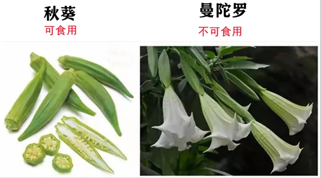 一盤“血皮菜”炒豬肝毒倒了一家人，原因竟然是因為這些……(圖9)