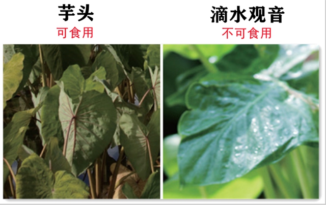 一盤“血皮菜”炒豬肝毒倒了一家人，原因竟然是因為這些……(圖5)