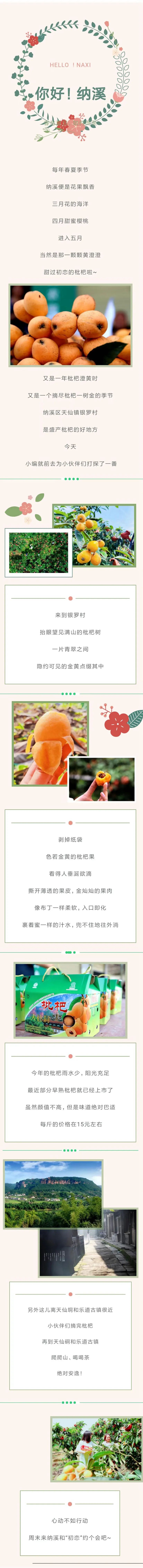 【創(chuàng)建天府旅游名縣】納溪的味道：枇杷 甜過(guò)“初戀”(圖2)