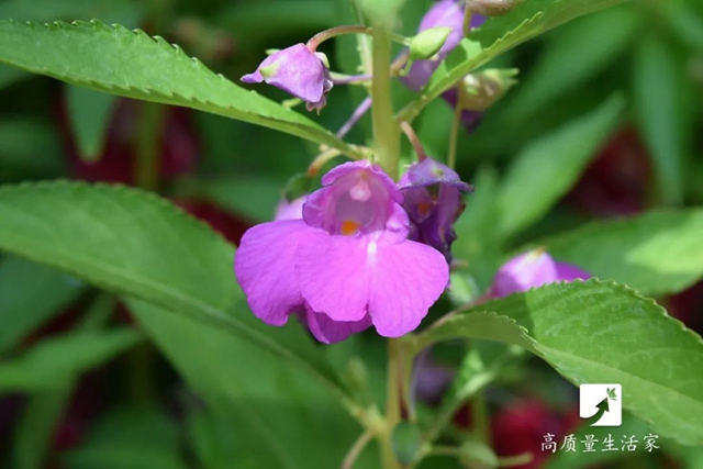 【分享】蚊子最討厭的10種綠植，房子再小也要養(yǎng)