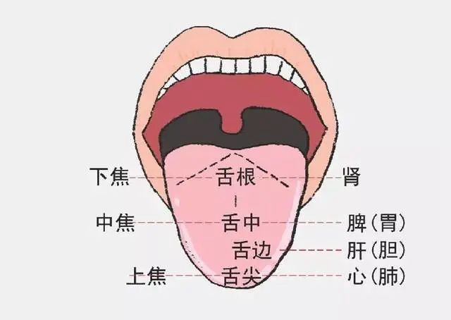 中醫(yī)特色舌針“暗藏玄機(jī)”，快來了解下！