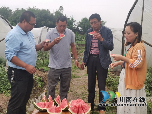 來瀘縣玄灘鎮(zhèn)玄豐村，品嘗西瓜初夏的甘甜！