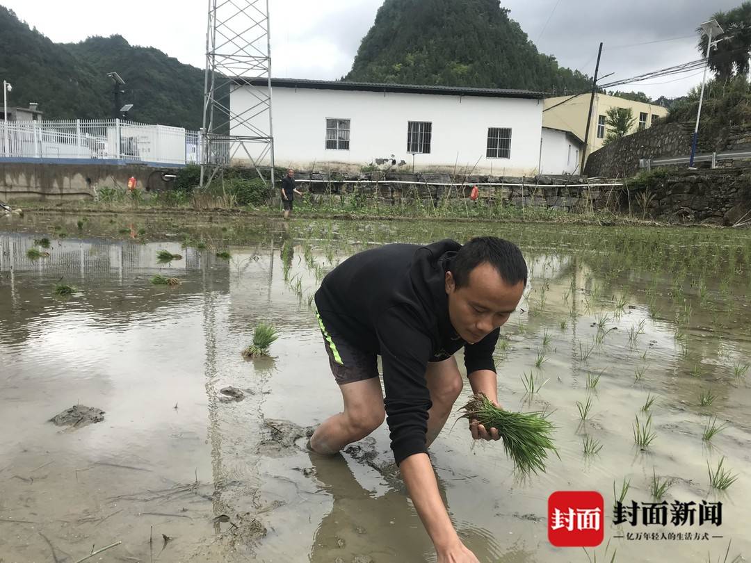 古藺龍升村駐村第一書記馮躍平：抓藥的手也能麻利插秧