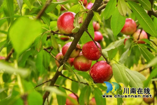 來瀘縣兆雅鎮(zhèn)摘桃子嘗鮮了！油桃、百花桃都有……