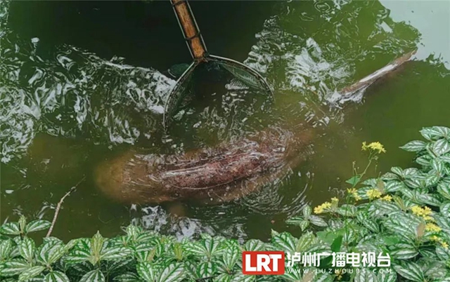 30斤重的娃娃魚見(jiàn)過(guò)沒(méi)？“大家伙”現(xiàn)身瀘州忠山公園
