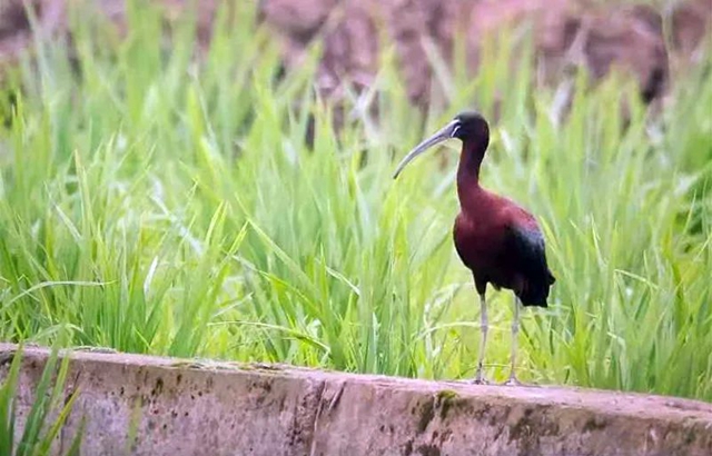 瀘州警方首次披露彩鹮獵殺案細節(jié)！