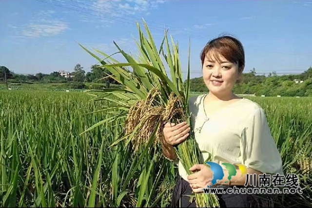 瀘縣雅龍水稻專業(yè)合作社理事長、返鄉(xiāng)農(nóng)民工薛世蘭.jpg