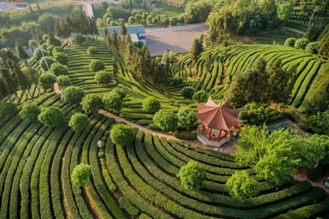 熱播劇《夢華錄》出現(xiàn)納溪梅嶺！原來“瀘州茶”在唐宋時期就很出名了……