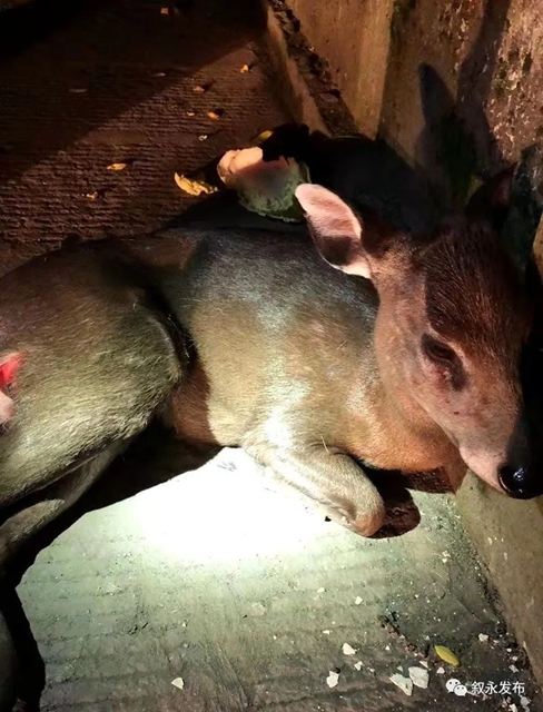 敘永：多方合力營救   遇險國家二級保護動物毛冠鹿脫險