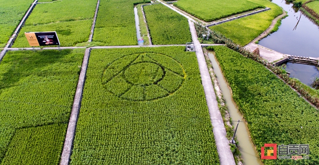 問糧于地 問糧于技 問糧于擴 富順縣：產(chǎn)量17連增背后的“糧食經(jīng)”