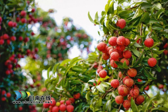 萬(wàn)元現(xiàn)金大獎(jiǎng)等您來(lái)拿！“合江荔枝”短視頻大賽開(kāi)始啦
