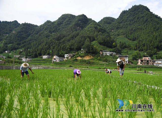 8、觀文鎮(zhèn)民樂村2社的農民在魚稻共生種植基地進行田間管理。.jpg