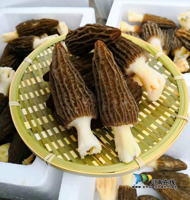 12、觀文食用菌.jpg