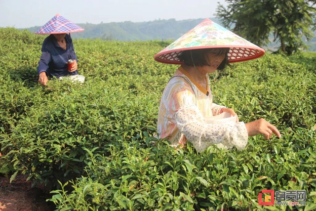 富順縣：幸福生活“品”出來(lái)，茶香吹開(kāi)致富路