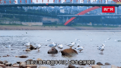 宜賓4.gif