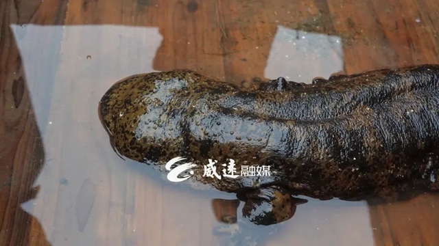 好大一只！內(nèi)江這里首次發(fā)現(xiàn)娃娃魚