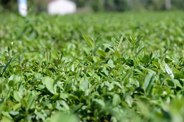 榮縣這個(gè)鎮(zhèn)茶葉綜合產(chǎn)值實(shí)現(xiàn)10億元！