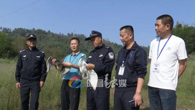 重歸自然！隆昌放飛兩只國(guó)家二級(jí)保護(hù)動(dòng)物