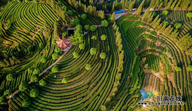 梅嶺茶山.jpg