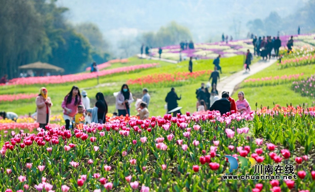 花田酒地4A景區(qū)各色花卉開放，游人如織。.jpg