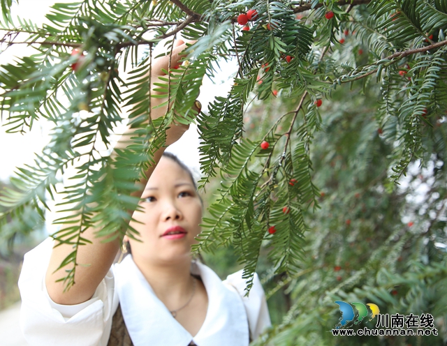 游客采摘紅豆杉果.jpg