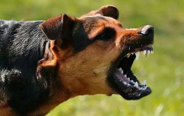 西南醫(yī)大中醫(yī)院動物致傷中心·犬傷門診開診！