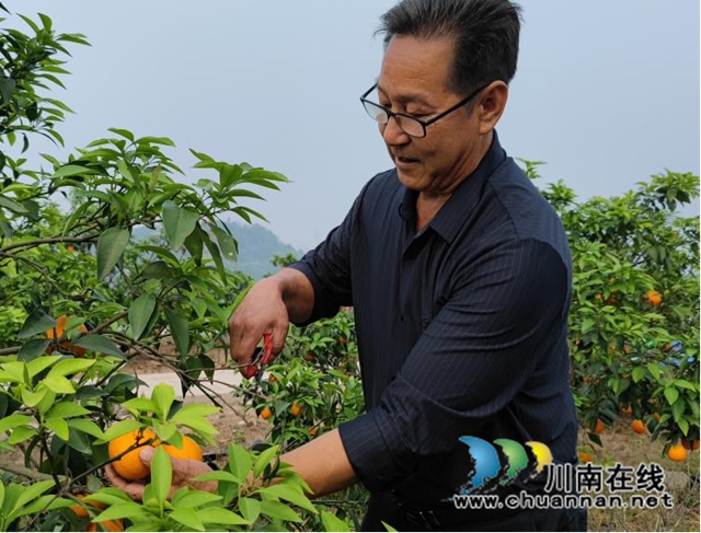 合江縣符陽街道：“濱橙大叔”吳家賓，爭做產(chǎn)業(yè)發(fā)展的帶頭人