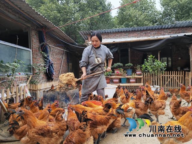 童瓊為跑山雞準(zhǔn)備午餐（曾佐然攝）.jpg