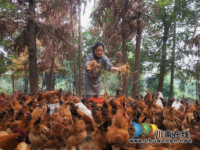 辦經(jīng)銷店，打春節(jié)牌｜瀘縣“雞司令”童瓊：白龍塔跑山雞跑出新名堂