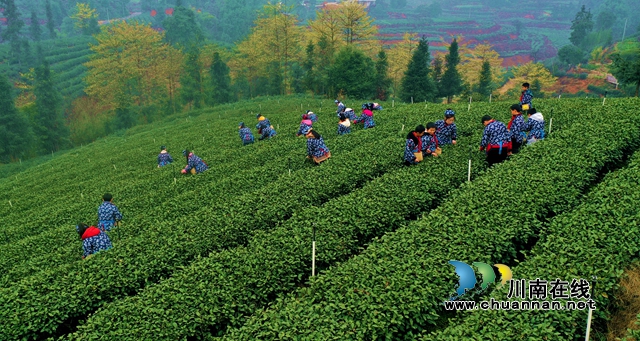納溪：“一葉”成“一業(yè)”，以茶致富因茶興業(yè)