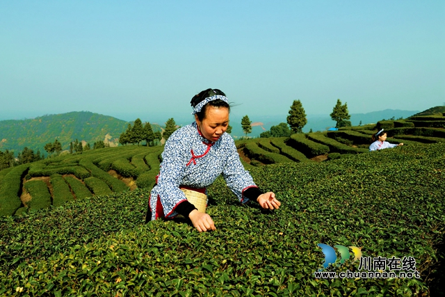 茶2.jpg