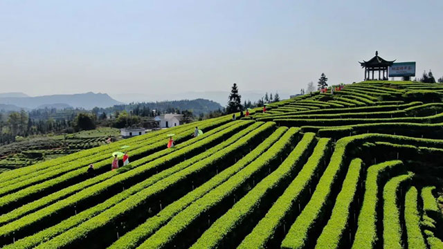 納溪區(qū)茶葉生豬種養(yǎng)循環(huán)現(xiàn)代農(nóng)業(yè)園區(qū)獲評(píng)省三星級(jí)現(xiàn)代農(nóng)業(yè)園區(qū)