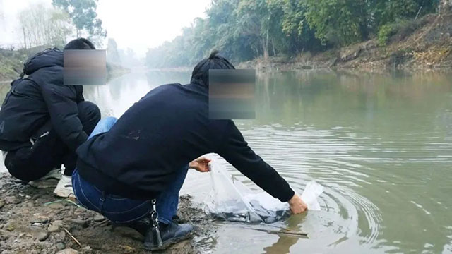 威遠(yuǎn)法院判決：你們6個(gè)人，自備28000尾魚放養(yǎng)河里，同時(shí)要拘