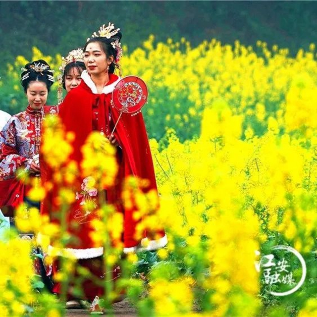 快和央視一起來打卡萬畝油菜花，感受宜賓的春天