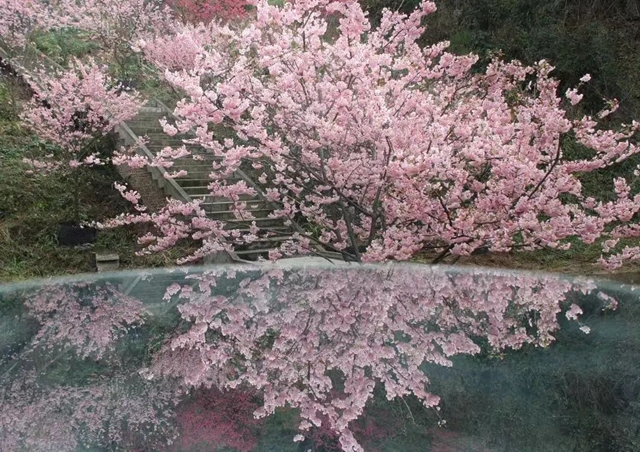 踏青賞花正當(dāng)時(shí)，這份公交出行指南快收藏！