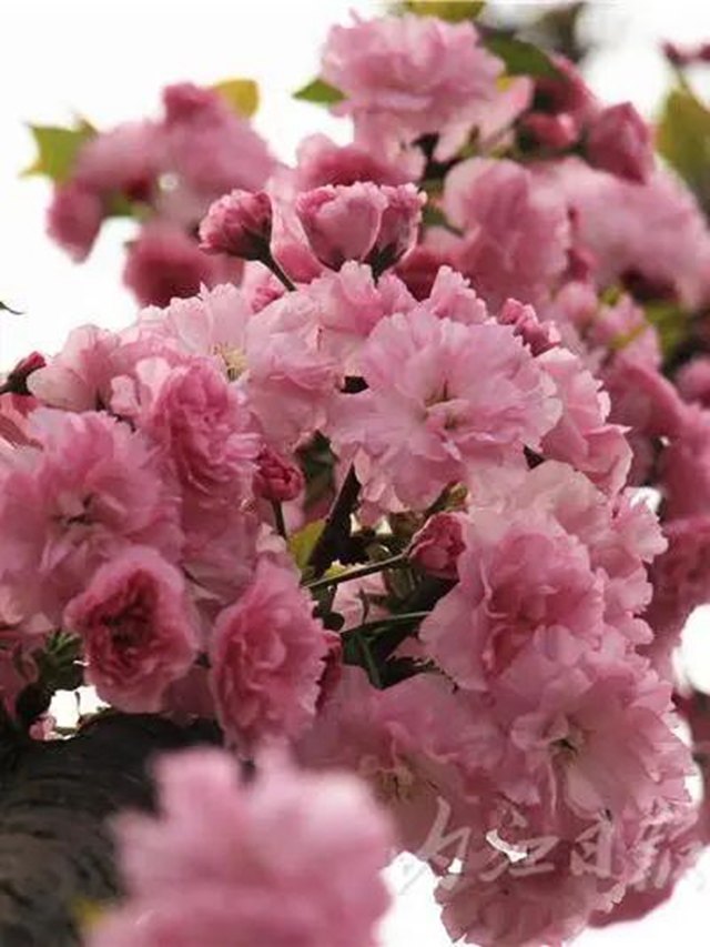 錯(cuò)過(guò)等一年！內(nèi)江這條“櫻花長(zhǎng)廊”粉了，國(guó)風(fēng)小姐姐的最愛(ài)