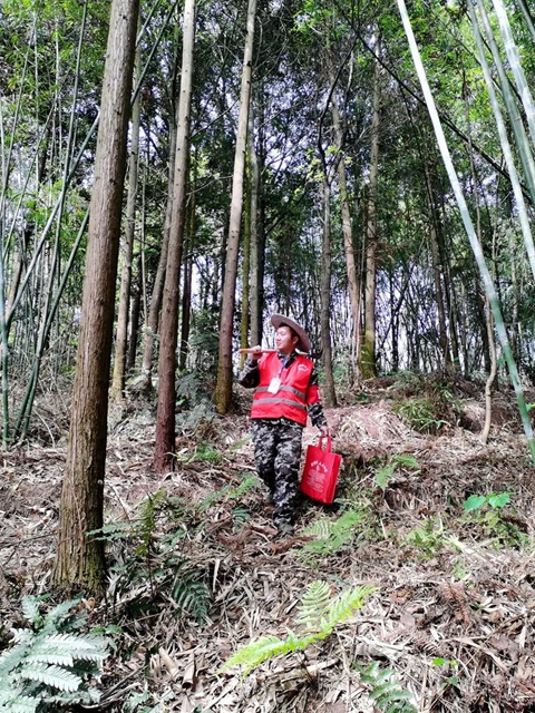 守護(hù)山林丨敘永縣龍鳳鎮(zhèn)生態(tài)護(hù)林員獲全國通報(bào)表揚(yáng)